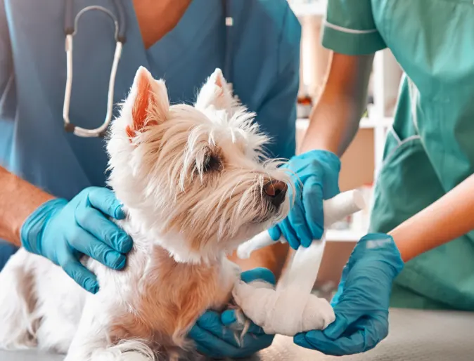 Dog getting paw wrapped by veterinary personnel 